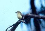 Photo of Smicrornis brevirostris (weebill) - Queensland Government,1978