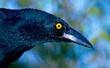 Photo of Strepera graculina (pied currawong) - Queensland Government,1988
