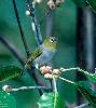 Photo of Zosterops lateralis (silvereye) - Queensland Government,1986