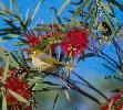 Photo of Zosterops lateralis (silvereye) - Queensland Government,1995