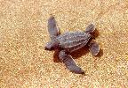 Photo of Dermochelys coriacea (leatherback turtle) - DEHP,1975