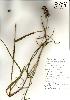 Photo of Cenchrus echinatus (Mossman River grass) - Handley, J.,NPRSR,2000