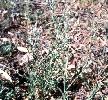Photo of Centaurea melitensis (Maltese cockspur) - Handley, J.,QPWS,2003