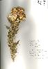 Photo of Cirsium vulgare (spear thistle) - Handley, J.,NPRSR,2000