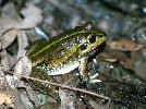 Photo of Cyclorana alboguttata (greenstripe frog) - Dollery, C.,QPWS,1995