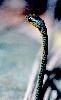 Photo of Dendrelaphis punctulatus (green tree snake) - Hogan, L.,Queensland Herbarium, DES