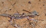 Photo of Diplodactylus vittatus (wood gecko) - Hogan, L.,Queensland Herbarium, DES,2000
