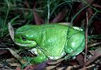 Photo of Litoria caerulea (common green treefrog) - Dollery, C.,QPWS,1999