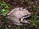 Photo of Litoria latopalmata (broad palmed rocketfrog) - Dollery, C.,QPWS,1996