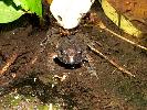 Photo of Adelotus brevis (tusked frog) - Manning, B.,DEHP,2004