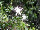 Photo of Capparis arborea (brush caper berry) - Manning, B.,DEHP,2004
