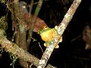 Photo of Litoria chloris (orange eyed treefrog) - Manning, B.,DEHP,2004