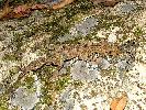 Photo of Phyllurus nepthys (peppered-belly broad-tailed gecko) - Manning, B.,DEHP,2004