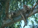 Photo of Phascolarctos cinereus (koala) - Dollery, C.,QPWS,1997