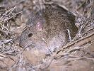 Photo of Rattus villosissimus (long-haired rat) - Dollery, C.,QPWS,1997
