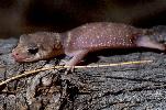 Photo of Underwoodisaurus milii (thick-tailed gecko) - Hogan, L.,Queensland Herbarium, DES,2000