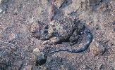 Photo of Tympanocryptis intima (gibber earless dragon) - Dollery, C.,QPWS,1999