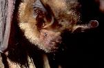 Photo of Nyctophilus bifax (northern long-eared bat) - Hogan, L.,Queensland Herbarium, DES,1995