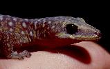 Photo of Oedura tryoni (southern spotted velvet gecko) - Hogan, L.,Queensland Herbarium, DES,1994