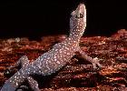 Photo of Oedura tryoni (southern spotted velvet gecko) - Hogan, L.,Queensland Herbarium, DES