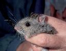 Photo of Pseudomys oralis (Hastings River mouse) - Hogan, L.,Queensland Herbarium, DES