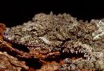 Photo of Saltuarius cornutus (northern leaf-tailed gecko) - Hogan, L.,Queensland Herbarium, DES,1999