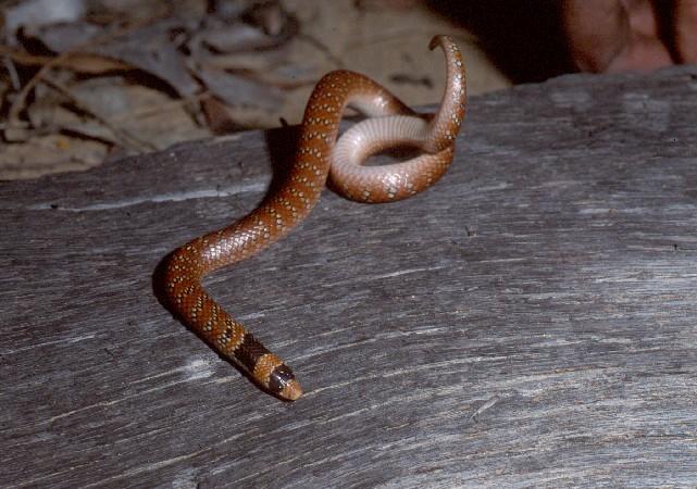 Species Profile—Brachyurophis Australis (coral Snake) | Environment ...