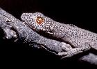 Photo of Strophurus taenicauda (golden-tailed gecko) - Hogan, L.,Queensland Herbarium, DES,2000