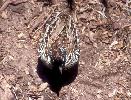 Photo of Turnix melanogaster (black-breasted button-quail) - Hogan, L.,Queensland Herbarium, DES,1996
