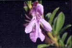 Photo of Prostanthera clotteniana () - McDonald, K.,DEHP,2004