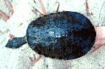 Photo of Emydura tanybaraga (northern yellow-faced turtle) - Limpus, C.,DEHP,1994
