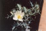 Photo of Argemone ochroleuca subsp. ochroleuca (Mexican poppy) - Handley, M.,NPRSR,2004