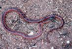 Photo of Cryptophis nigrostriatus (black-striped snake) - Limpus, C.,DEHP,1994