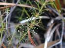 Photo of Acacia baueri subsp. baueri (tiny wattle) - Thomas, R.,QPWS,2002