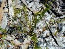Photo of Acacia baueri subsp. baueri (tiny wattle) - Thomas, R.,QPWS,2004