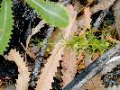 Photo of Acacia baueri subsp. baueri (tiny wattle) - Thomas, R.,QPWS,2003