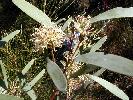 Photo of Hakea florulenta (three-nerved willow hakea) - Thomas, R.,QPWS,2002