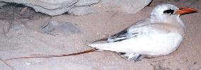Photo of Phaethon rubricauda (red-tailed tropicbird) - QPWS,1986