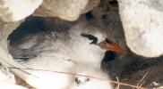Photo of Phaethon rubricauda (red-tailed tropicbird) - QPWS,1995