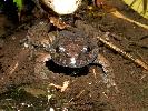 Photo of Adelotus brevis (tusked frog) - Manning, B.,DEHP,2004