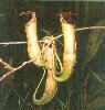 Photo of Nepenthes mirabilis (tropical pitcher plant) - Queensland Government