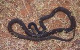 Photo of Demansia papuensis (greater black whipsnake) - Queensland Government,1988