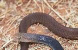 Photo of Demansia papuensis (greater black whipsnake) - Queensland Government,1988