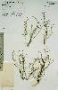Photo of Acomis macra () - Sharp, D.,Queensland Herbarium, DES (Licence: CC BY NC)