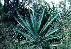 Photo of Agave sisalana (sisal hemp) - Forster, P.,Queensland Herbarium, DES (Licence: CC BY NC)