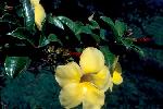 Photo of Allamanda cathartica (yellow allamanda) - Queensland Herbarium, DES (Licence: CC BY NC),1981