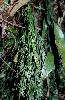Photo of Asplenium flaccidum (weeping spleenwort) - Bostock, P.,Queensland Herbarium, DES (Licence: CC BY NC)