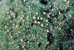 Photo of Borya inopinata (Stewart Range pincushion lily) - Forster, P.,Queensland Herbarium, DES (Licence: CC BY NC),1995