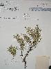 Photo of Borya inopinata (Stewart Range pincushion lily) - Williams, P.,Queensland Herbarium, DES (Licence: CC BY NC)