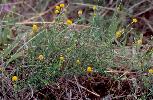 Photo of Calotis lappulacea (yellow burr daisy) - Sharp, D.,Queensland Herbarium, DES (Licence: CC BY NC)